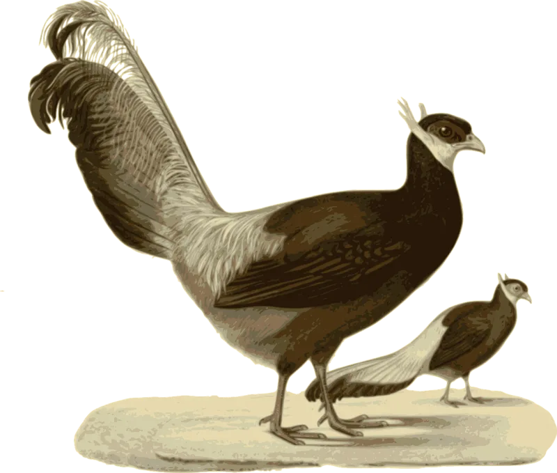Pheasant Standing Walking Stickdatei – Natur