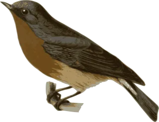 Bird Feathers Animal Stickdatei