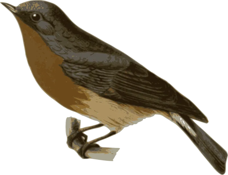 Bird Feathers Animal Stickdatei – Natur