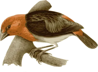 Bird Feathers Animal Stickdatei