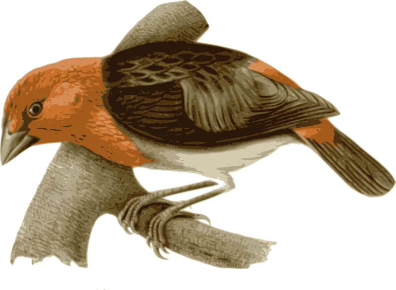 Bird Feathers Animal Stickdatei – Natur