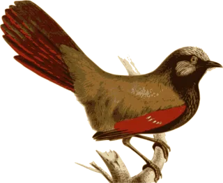 Bird Feathers Animal Stickdatei