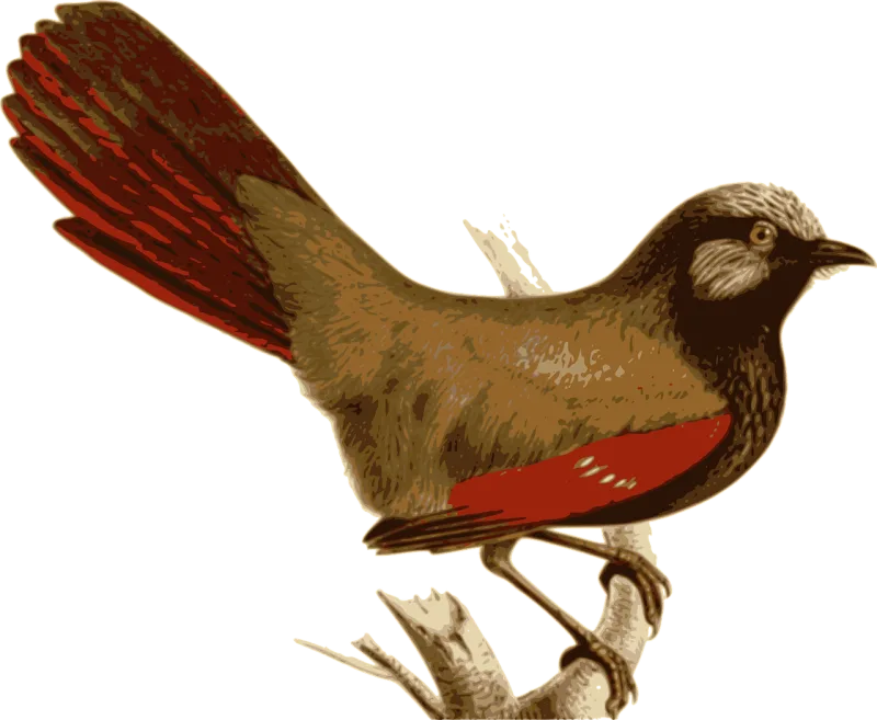 Bird Feathers Animal Stickdatei – Natur