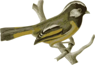 Bird Feathers Animal Stickdatei