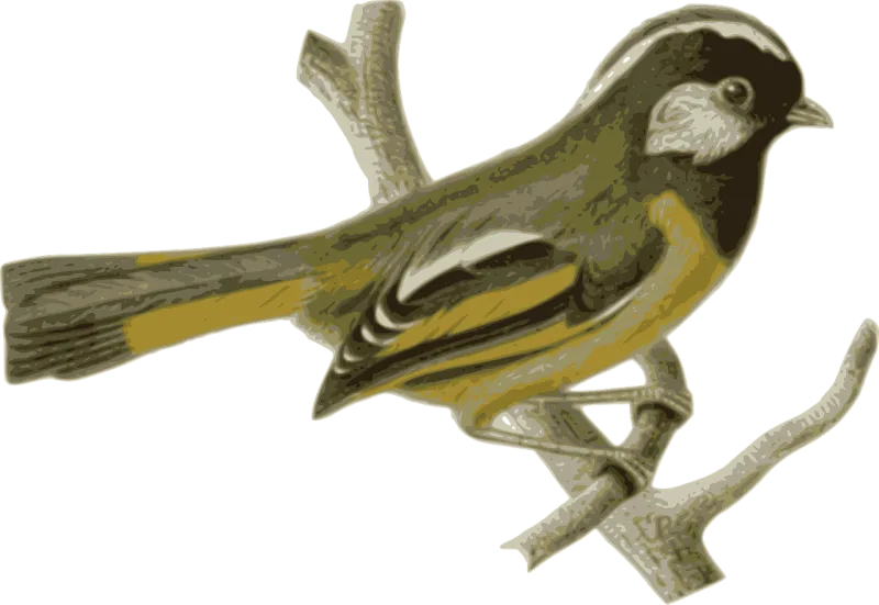 Bird Feathers Animal Stickdatei – Natur