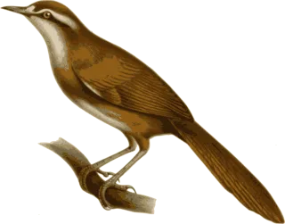 Bird Feathers Animal Stickdatei