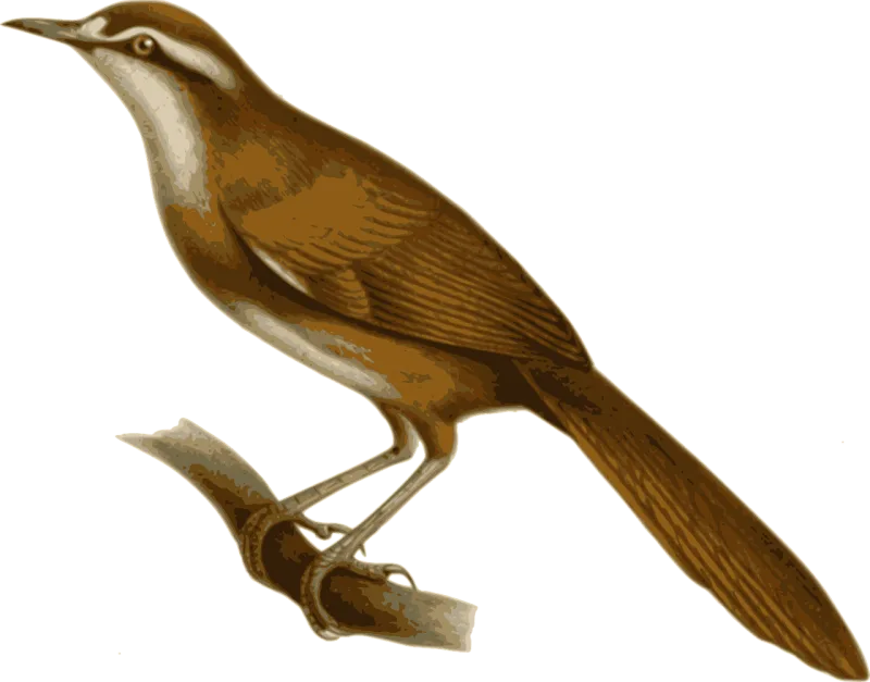 Bird Feathers Animal Stickdatei – Natur