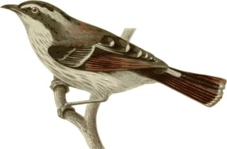 Bird Feathers Animal Stickdatei