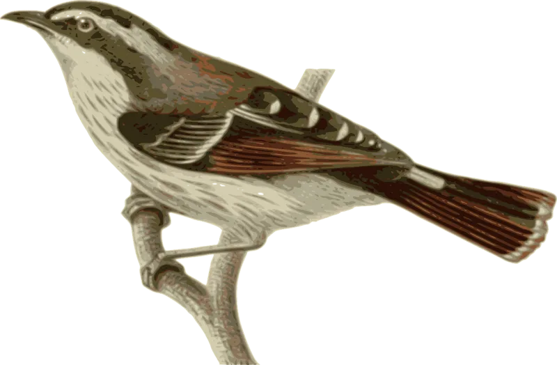 Bird Feathers Animal Stickdatei – Natur