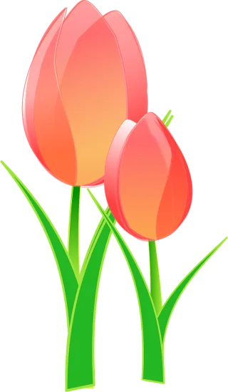 Tulips Beautiful flowers Bulbous Stickdatei