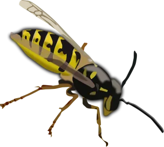 Wasp Hornet Bee Stickdatei