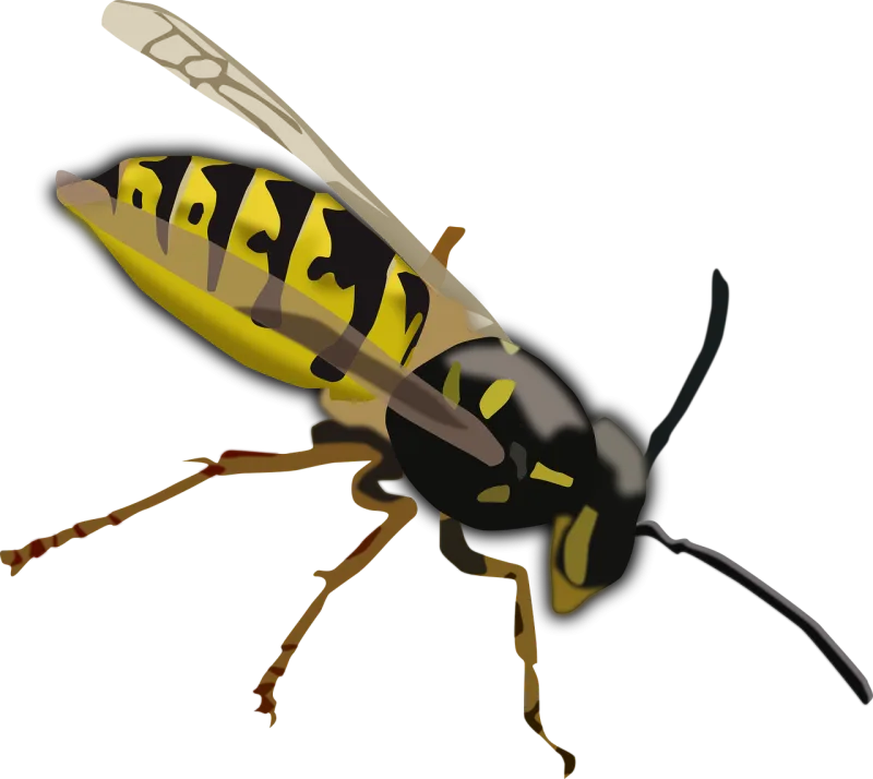 Wasp Hornet Bee Stickdatei – Tiere