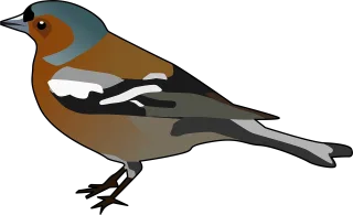 Chaffinch Finch Bird Stickdatei