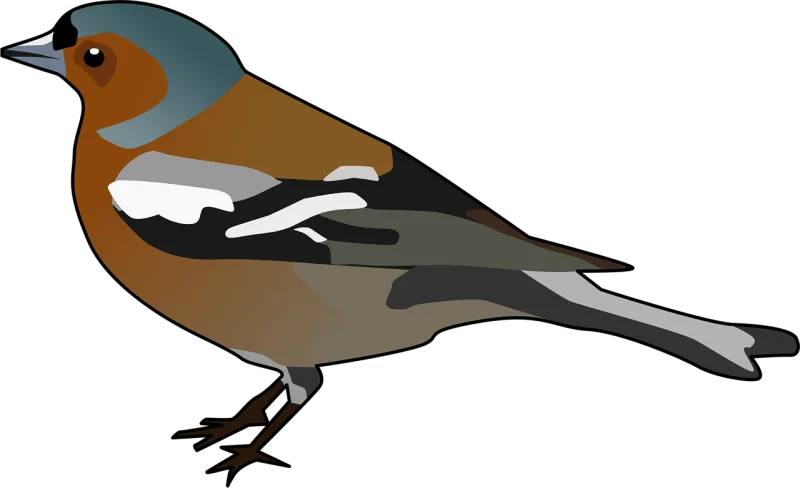 Chaffinch Finch Bird Stickdatei – Tiere