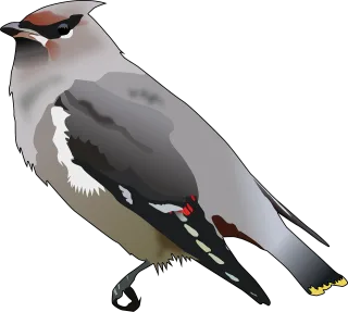 Bird Animal Nature Stickdatei