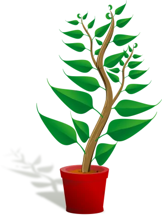 Seedling Potted plant Sapling Stickdatei