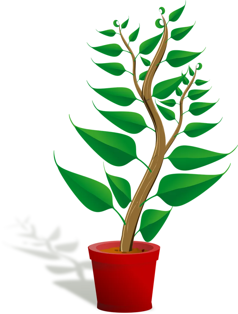 Seedling Potted plant Sapling Stickdatei – Natur