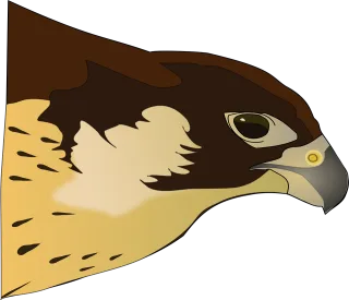 Hawk Bird Bird of prey Stickdatei
