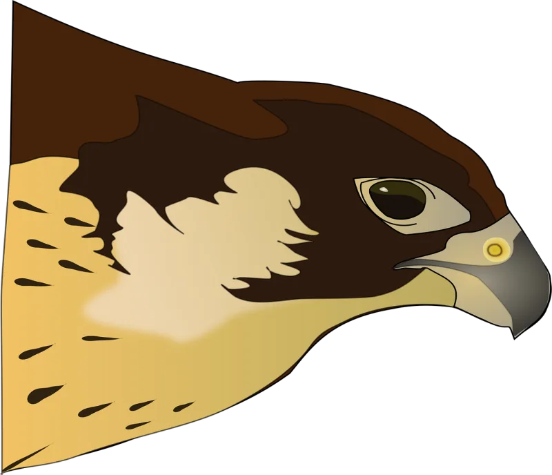 Hawk Bird Bird of prey Stickdatei – Natur