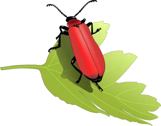 Beetle Bug Insect Stickdatei