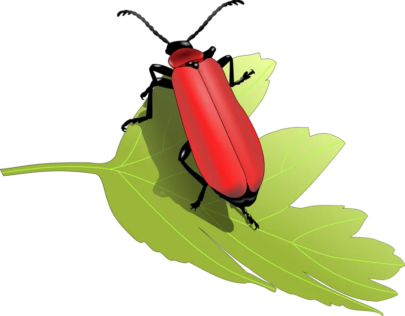 Beetle Bug Insect Stickdatei – Natur