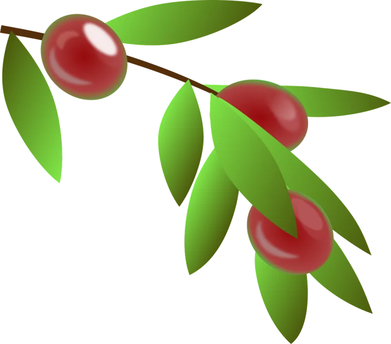 Coffee beans Plant Beans Stickdatei – Essen & Trinken