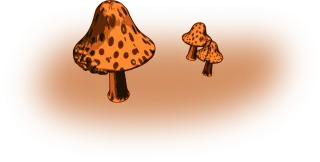 Fungi Fungus Mushrooms Stickdatei – Natur