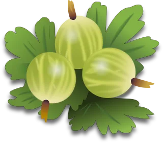 Gooseberry Berry Fruit Stickdatei