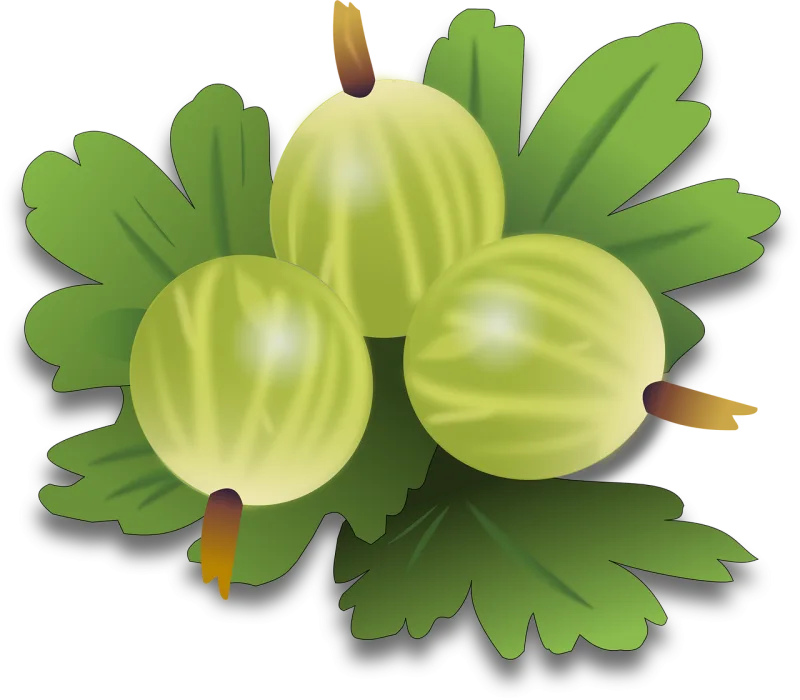 Gooseberry Berry Fruit Stickdatei – Essen & Trinken