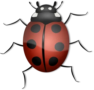 Ladybug Animal Beetle Stickdatei