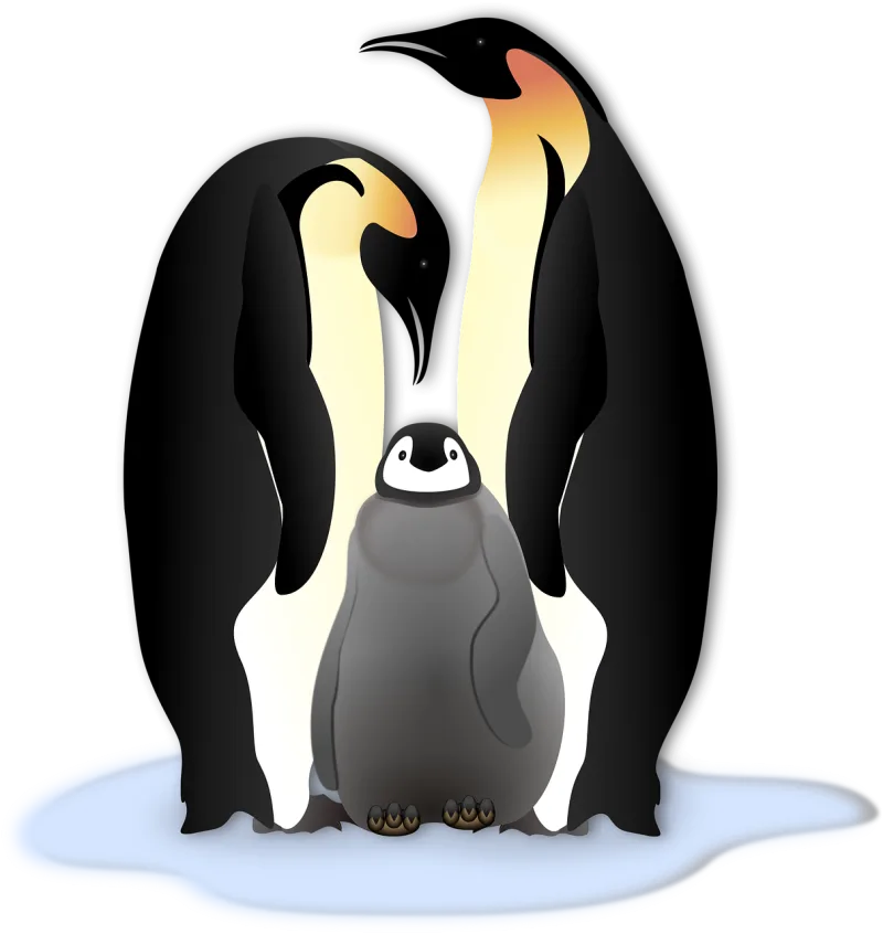 Penguin Animal Bird Stickdatei – Natur
