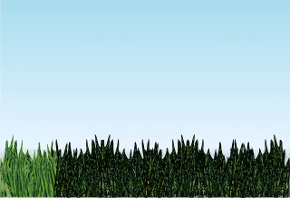 Grass Landscape Meadow Stickdatei
