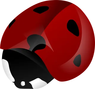Ladybeetle Ladybird beetle Beetle Stickdatei