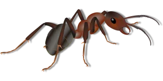 Ant Insect Animal Stickdatei