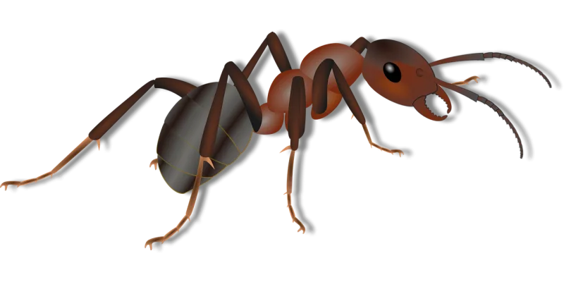 Ant Insect Animal Stickdatei – Fahrzeuge