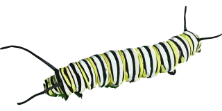 Caterpillar Insect Butterfly Stickdatei