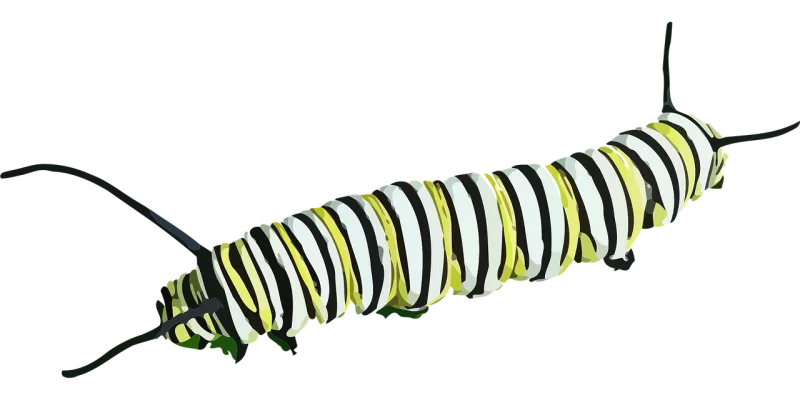 Caterpillar Insect Butterfly Stickdatei – Tiere
