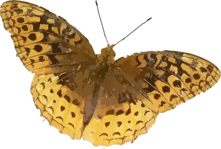 Animal Butterfly Insect Stickdatei