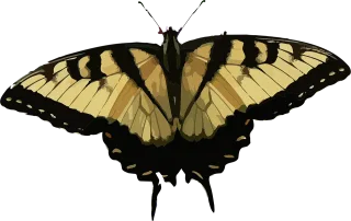 Animal Butterfly Insect Stickdatei
