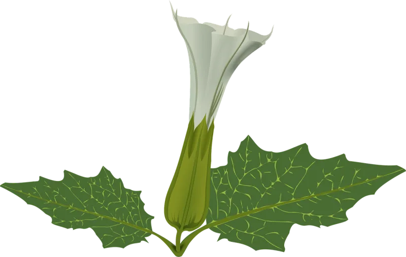 Flower Plant White Stickdatei – Musik