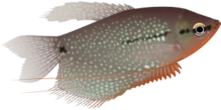 Fish Nature Sea life Stickdatei