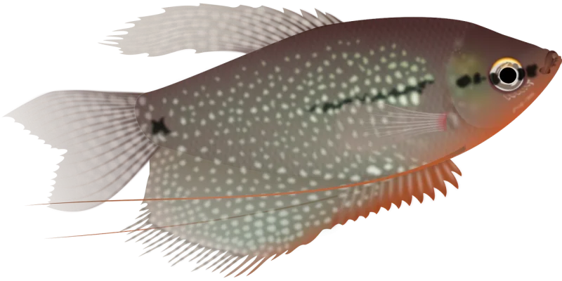 Fish Nature Sea life Stickdatei – Tiere