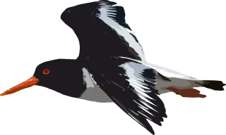 Bird Animal Nature Stickdatei