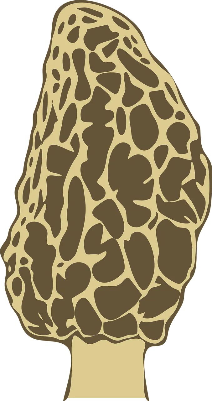 Fungi Morel Mushroom Stickdatei – Natur