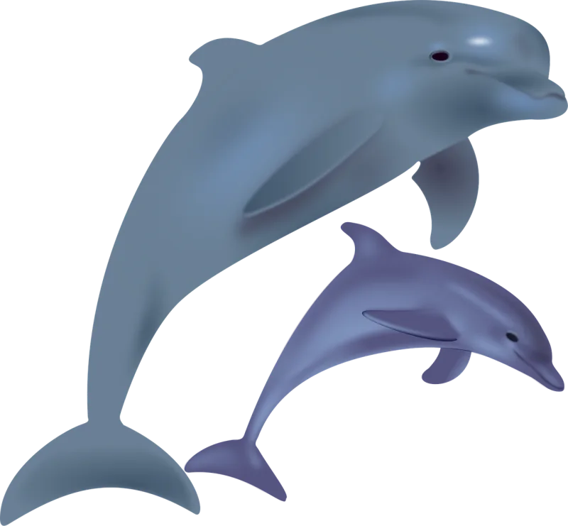 Dolphins Fish Sea life Stickdatei – Tiere