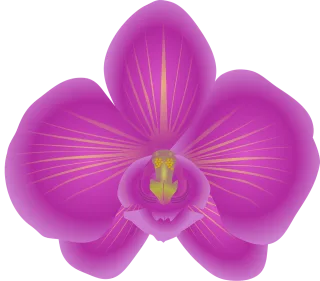 Orchid Flower Flower wallpaper Stickdatei