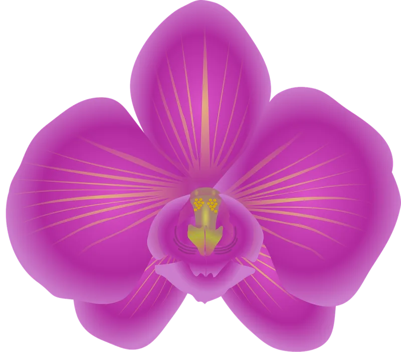 Orchid Flower Flower wallpaper Stickdatei – Blumen