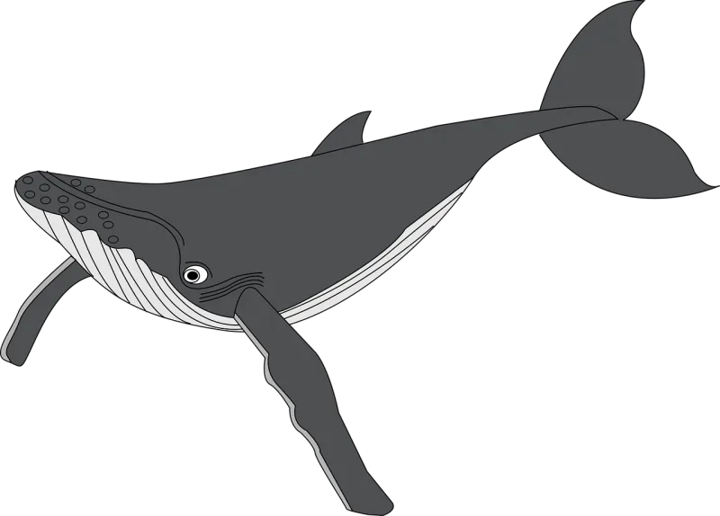 Whale Animal Nature Stickdatei – Sport