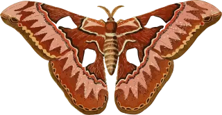Animal Butterfly Insect Stickdatei