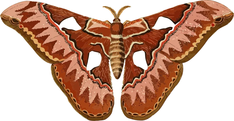 Animal Butterfly Insect Stickdatei – Tiere
